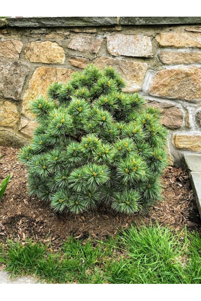 Сосна корейська Блю Болл у ланшафті